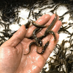 ̨�����q��С���q�r����~���~�������С�~��ˮ����~���q