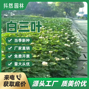 Wholesale White Clover Seeds Red Clover Greening Orchard Green Fertilizer Slope Protection Clover All Year Round Evergreen Cold-Resistant and Drought-Resistant