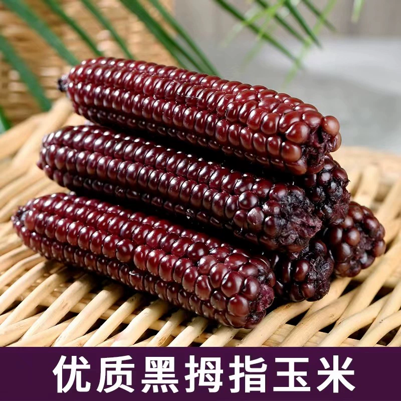 Юньнань фиолетовый Вокс Аметист Черный большой палец Кукуруза детская заменитель завтрак маленький палец мягкий Вокс мини-кукуруза