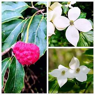 ���ջ��N��Ұɽ��֦ʯ����÷��ʳ��Ұˮ����������ľ�^�p����N��