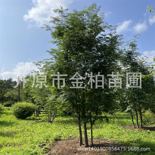 �����ٻ����3-12����ͥԺ�G���^����ֲ��ˮ�ܻ�鱘仨�С��