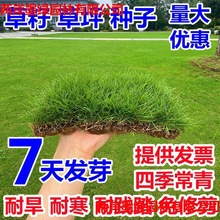 草坪草籽四季常青护坡绿化种子庭院免修剪地毯马尼拉耐寒黑麦草仔