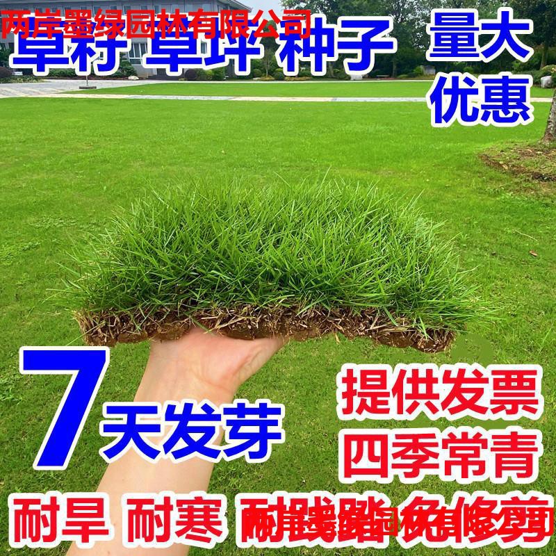 草坪草籽四季常青护坡绿化种子庭院免修剪地毯马尼拉耐寒黑麦草仔