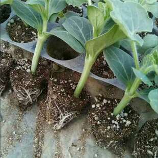 �޽�������8424��������������Нh����N�烞�|�޽�����ԷNֲ