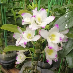 ��ʯ���������N�� �_������ 6-9������ �҃����Բ����Gֲ