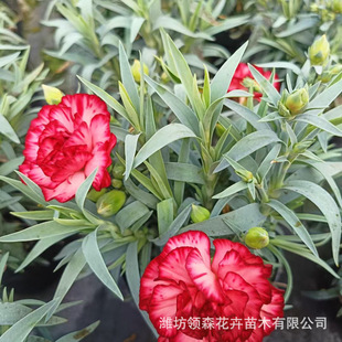 Wholesale of Ornamental Carnation Plants in Pots, Carnation Plug Seedlings, Qingzhou Cultivation Base Manufacturer