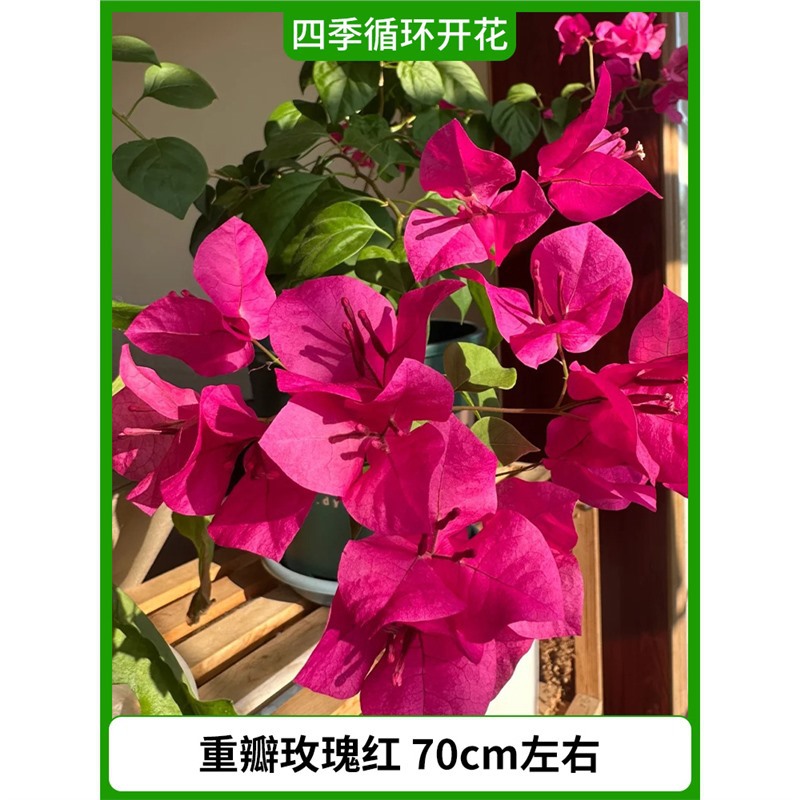 이중장미, 빨간색, 높이 약 70cm [사계절 꽃이 핀다] (원래 화분에 담겨 배송)