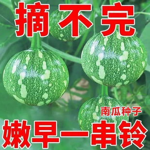 һ����ϹϷN�����㻨Ƥ�A����������С�ϹϷN�ļ��߲˲���