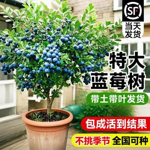 �ش�̖�{ݮ��������Ԏ�����L25�ϱ����ļ�ͥԺ�̨�Nֲˮ������