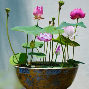 Pond water lily fish tank water lily root block with bud four seasons potted hydroponic plant courtyard size water lily flower seedlings