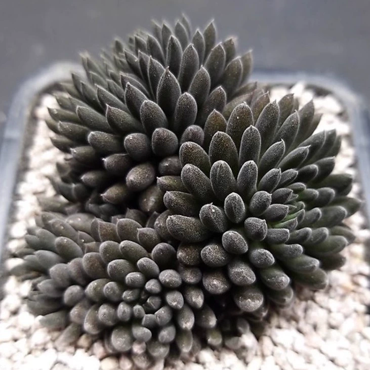 Суккулентное растение Dianstone Lotus, черное редкое радиационно-стойкое маленькое зеленое растение в горшке, комбинация суккулентных растений