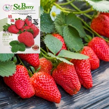 批发奶油草莓种子籽四季室内室外盆栽庭院四季水果种子公司