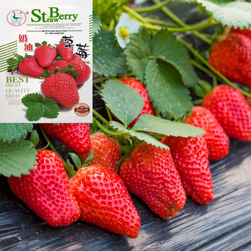 批发奶油草莓种子籽四季室内室外盆栽庭院四季水果种子公司