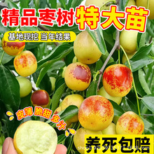 痗 󴗗 ǗϱԵͥԺY