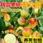 地栽精品盆栽庭院枣苗