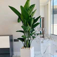 北欧天堂鸟植物盆栽室内大型植物鹤望兰客厅办公室美化空气好养活