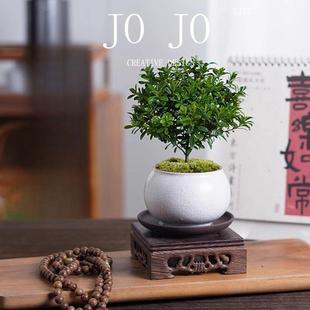 Jojo Potted Bonsai Small-Leaf Red Nan Lazy Green Plant Office Tea Desktop Zen Style Easy-To-Care-For Flowers for All Seasons
