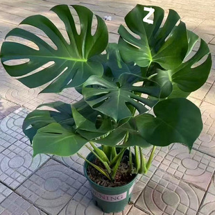 龟背竹大叶四季长青花卉绿植盆栽好养活净化空气卧室一件起批厂家-阿里巴巴