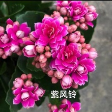 长寿花金黄复色大花重瓣金狐狸日内瓦招财纳福阳台绿植盆栽花卉