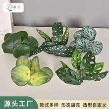 ������ֲ����Ҷ����Ҷ���ڼҾ�ֲ��ǽװ���쾰ֲ��֧����Ҷ������