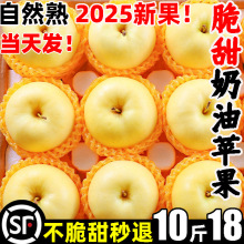 山东烟台黄金奶油富士苹果水果新鲜应当季整箱小批发10斤元帅高端