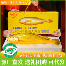 舟山大黄鱼礼盒装深海小黄花鱼鲜活冷冻生鲜海鲜半野生水产商用