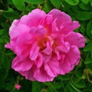 ��õ����� �aˮ�B��� õ���� Rose absolute