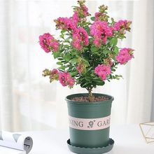 紫薇花苗花盆栽窗台庭院花卉耐热植物木本带花苞发货观花植物