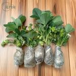 草莓秧苗四季奶油草莓苗盆栽家庭阳台种植地栽果树苗当年结果耐寒