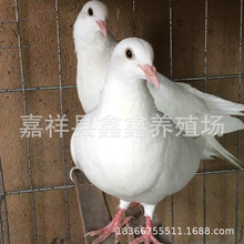 養殖場出售白羽王肉鴿 元寶鴿價格 白羽王種鴿蛋提供養殖技術