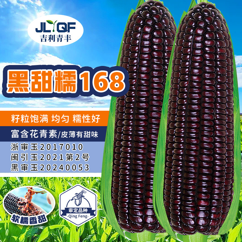 黑甜糯玉米种子富含花青素高产东北玉米种籽甜加糯水果苞米孑大全