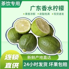【产地直发】广东香水柠檬奶茶店专用手打柠檬无籽青新鲜一级果