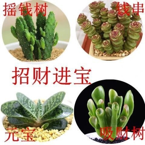 Money-Attracting Succulent Plants, Money Tree, Money String, Ingot Succulents, Radiation-Resistant Office Balcony Potted Plants Money-Attracting Succulent Plants, Money Tree, Money String, Ingot Succulents, Radiation-Resistant Office Balcony Potted Plants