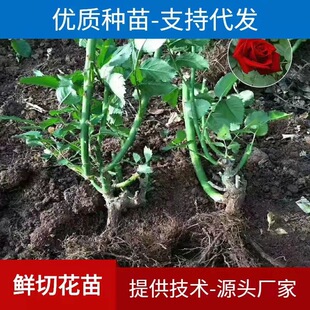 Rose Old Pile Seedlings Large Flower Potted Bonsai Bloom All Year Round Indoor and Outdoor Easy to Grow Live Florals Rose Old Root Flower Seedlings