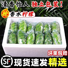 广东香水柠檬新鲜一级果应当季水果海南无籽青柠檬奶茶店专用9斤