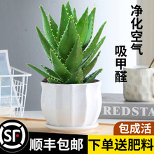 �m���������B��ֲ��ȩ�����՚�ֲ���k���������ƶ����ļ����B����