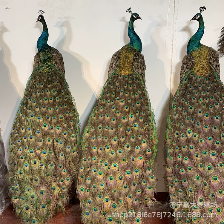 Домашний офис украшение пола синий павлин образец для продажи открытый экран павлин образец белый павлин образец украшения
