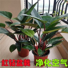 ���~�t����Խ�荾Gֲ�ﻨ���҃ȃ����՚�ˮ�����ļ�������B�׻�