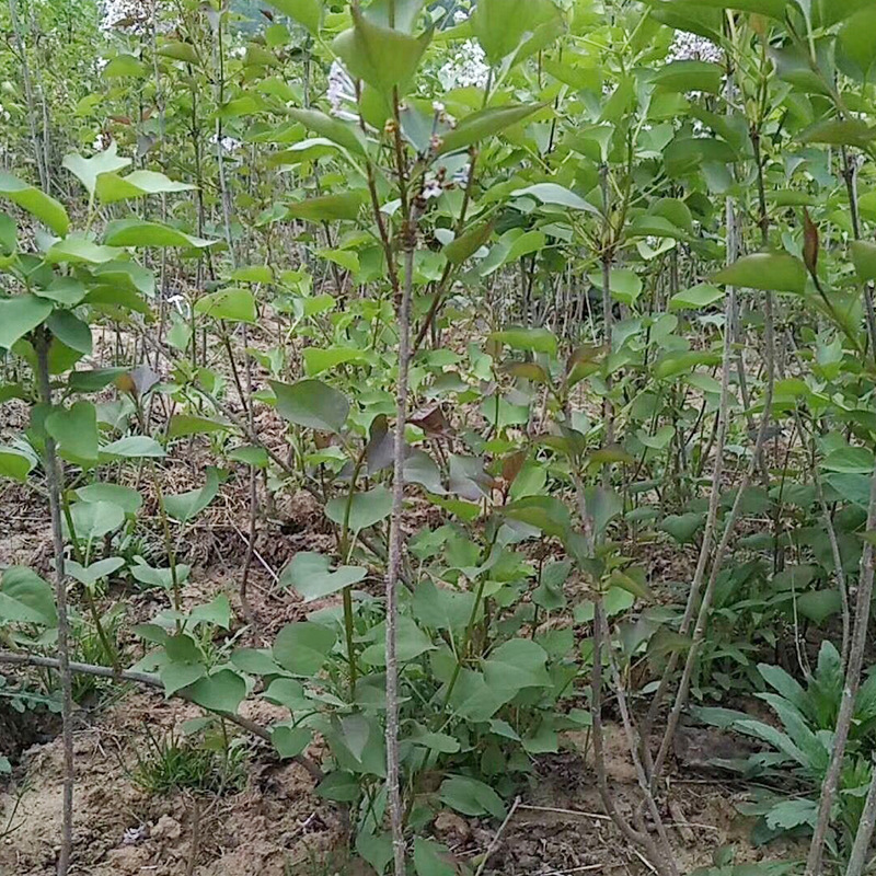 批发基地批发丛生紫丁香树苗庭院绿化苗木丛生紫丁香球好成活