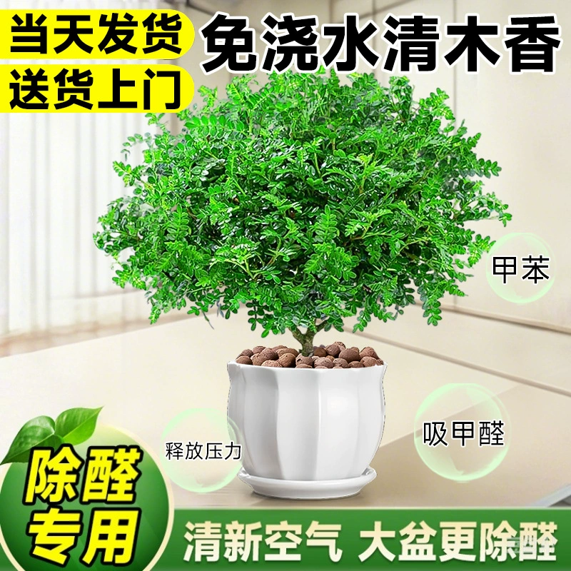 Ароматное дерево перца в горшке для дома и улицы, репеллент от комаров, офисный цветок, растение, саженец, украшение для торта, бонсай, зеленое растение