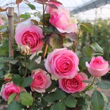 �¼��軨���N���m������Ȼ��ܾGֲ�B�o���x��������朽��a�����l