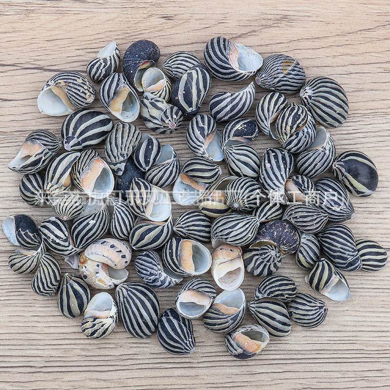 Concha Daquan natural con cera de pescado, materiales decorativos mediterráneos DIY al por mayor