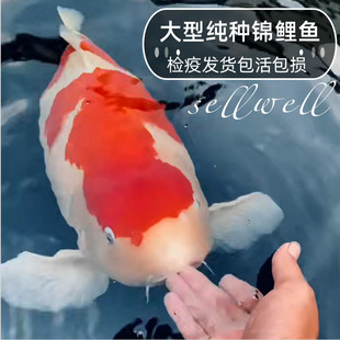 �\�����~�^�p�~�����\���~���B�ͻ���ˮ��ˮ�~С�ͷN�~��ιʳ