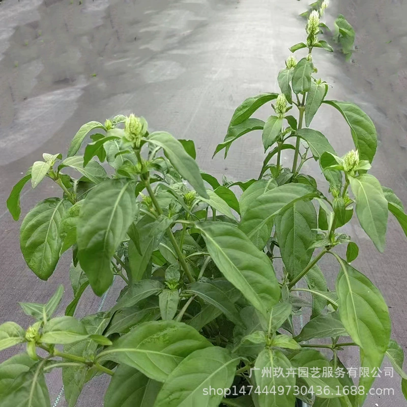 Зеленый Бутон Жюе Кровать Горшок Кустарник-образный многолетний травяной двор Балкон Декоративная Цветочная Кровать Цветочное Зеркало Озеленение Цветочные Наблюдательные Растения