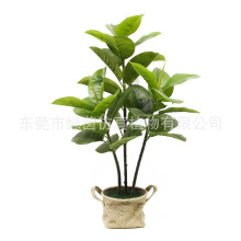 北欧绿植盆栽橡树145CM 植物空间造景栎树 柞树 尖齿白栎 厂家