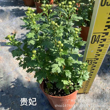 FhƷNջNAӆ^Եر繫@ͥԺGֱֲl