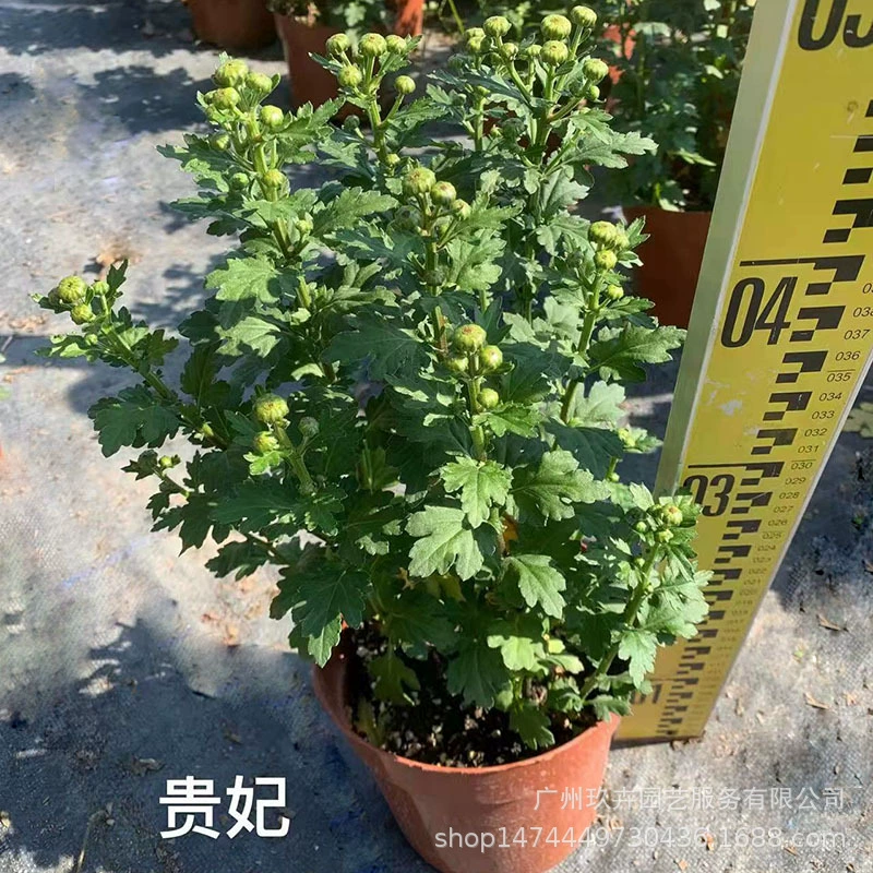 Императорская наложница Сеул Сорт хризантемы Бронирование рассады цветов Вид в горшке Посадка травы рассады Парк Двор Зеленое растение База Прямые волосы