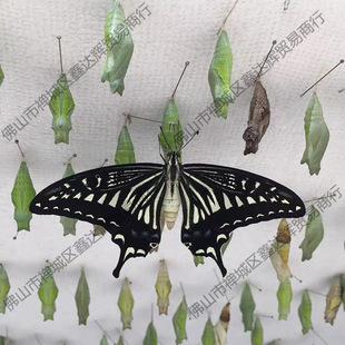 �����Ӽ���w�ɷ�����Y���w��ͯ�Y����B�^��С���x�����J��