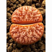 6��u��C309A���F����ĸ����ʯ������ƨ�ɻ�pp����ֲ���