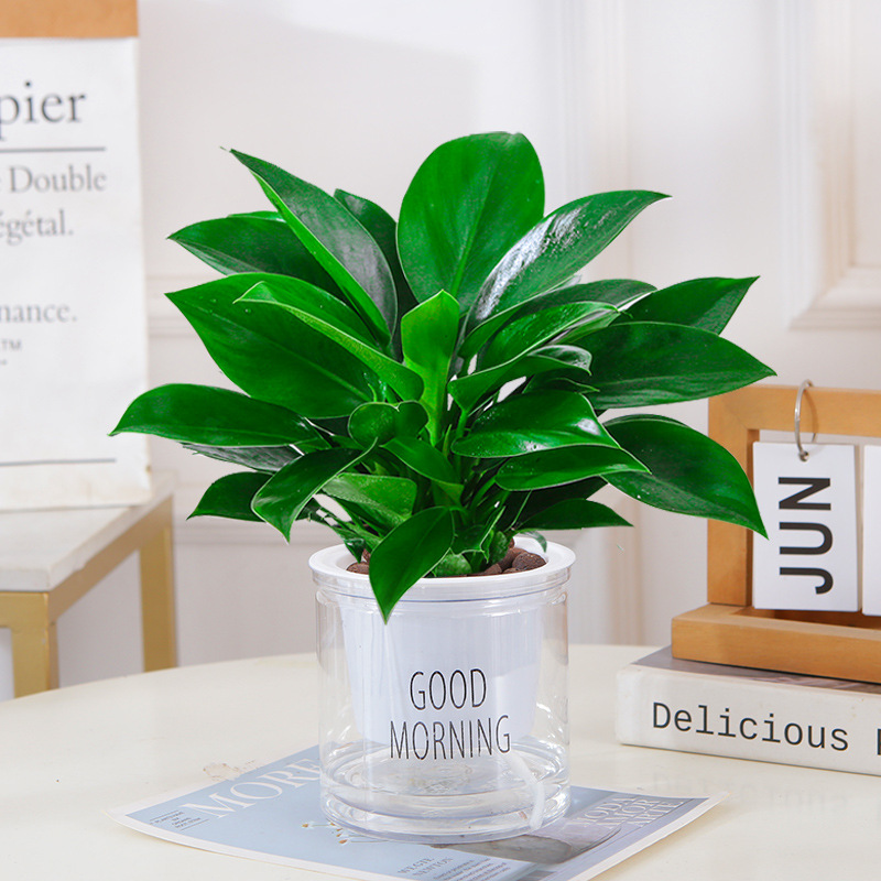 [점장 추천] 골든다이아몬드 25cm 3그루(굿모닝 화분) + 영양액